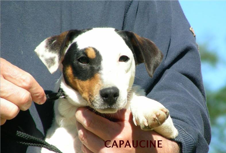 Publication : des Diamants Verts