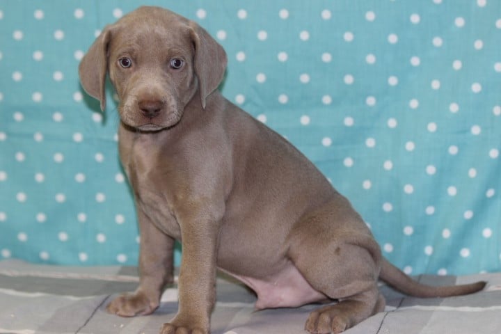 Braque de Weimar - des Diamants Verts