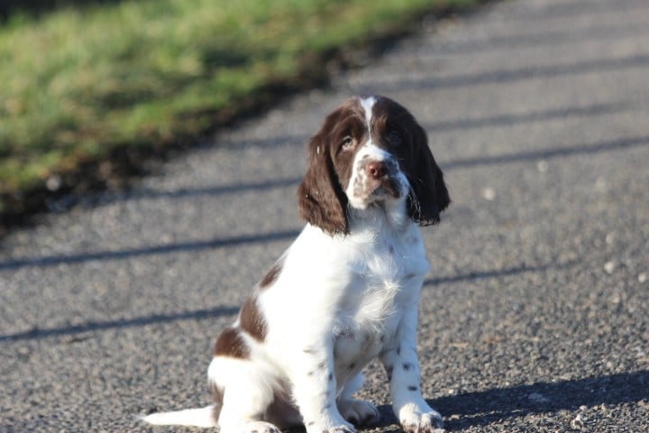 English Springer Spaniel - des Diamants Verts