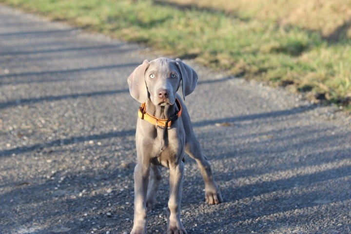 Braque de Weimar - des Diamants Verts