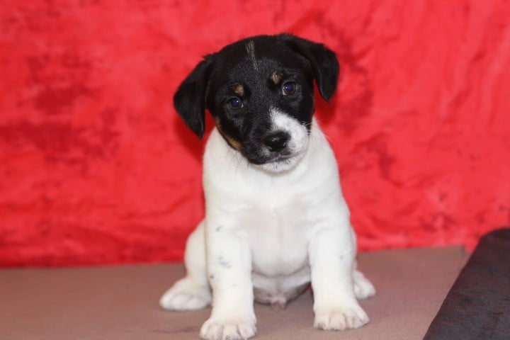 Jack Russell Terrier - des Diamants Verts