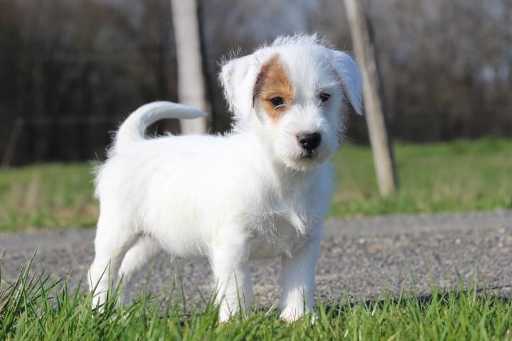 Jack Russell Terrier - des Diamants Verts