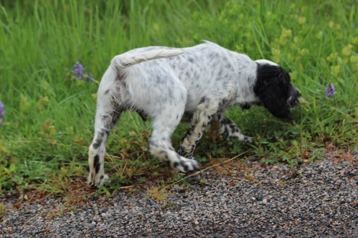 MALE 1