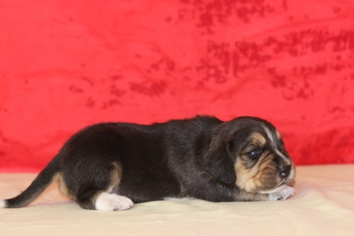 MALE 1