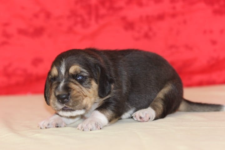 MALE 1