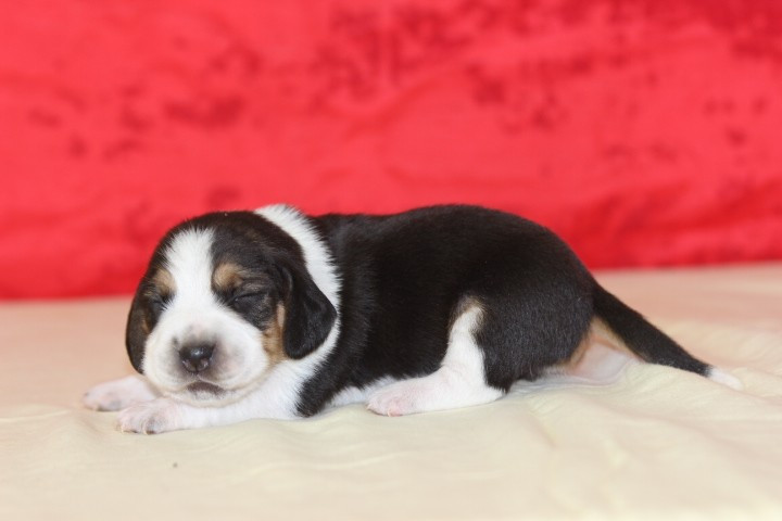 MALE 2