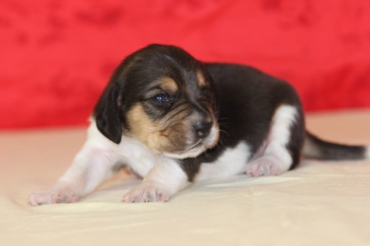 MALE 3