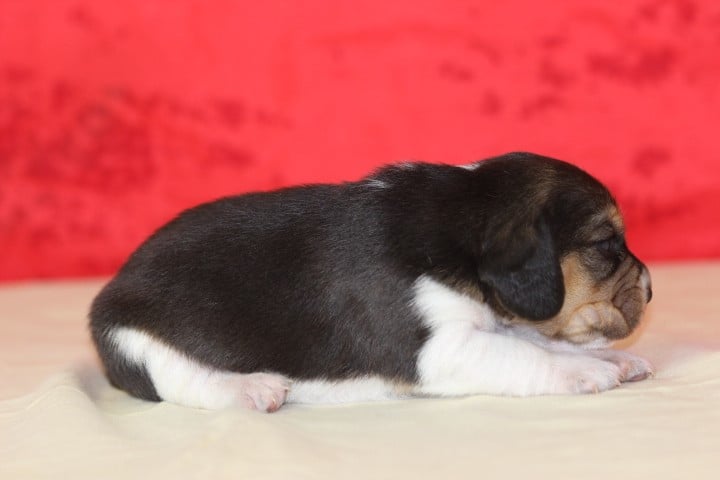 MALE 3