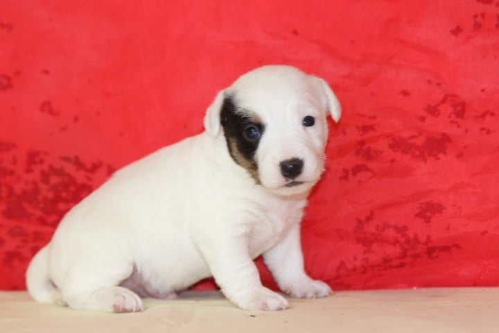 MALE 3