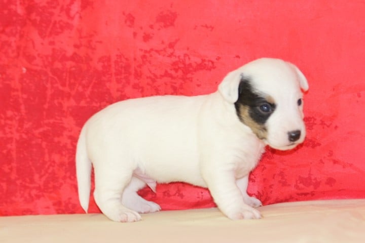 MALE 3