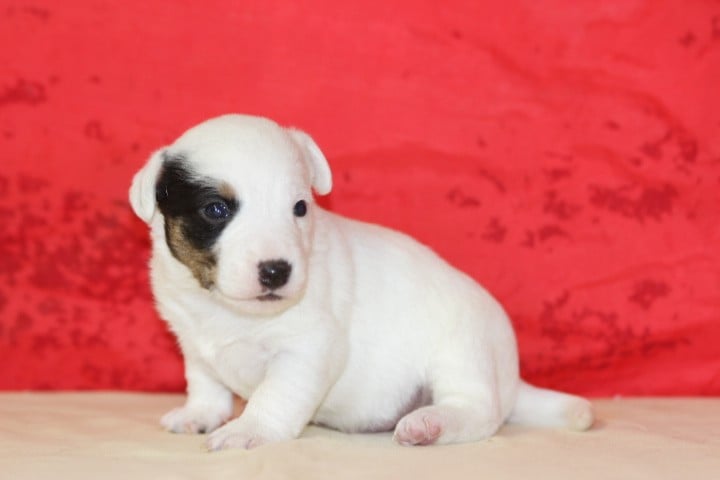 MALE 3