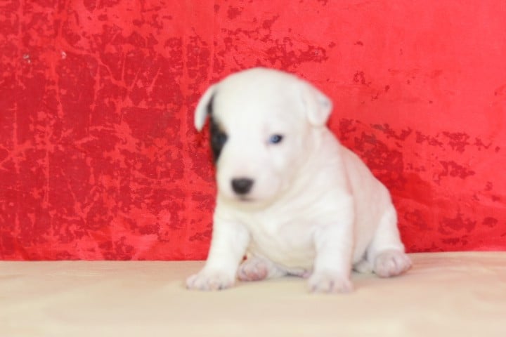 MALE 3