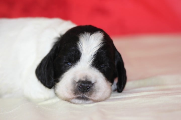 English Springer Spaniel - des Diamants Verts