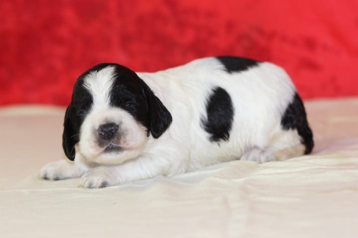 MALE N°1