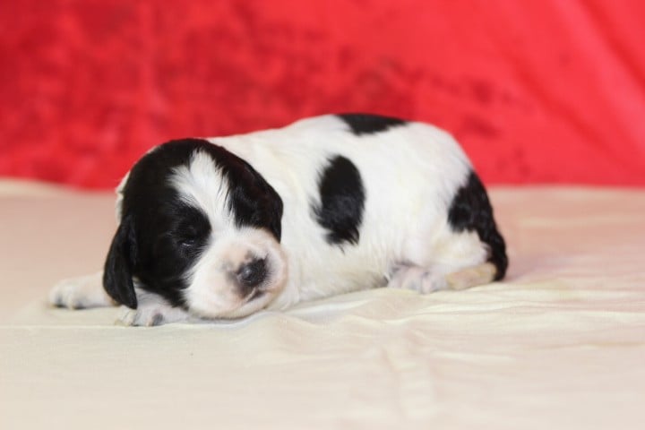 MALE N°1