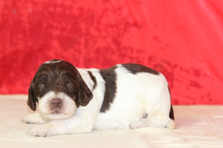 MALE N°3