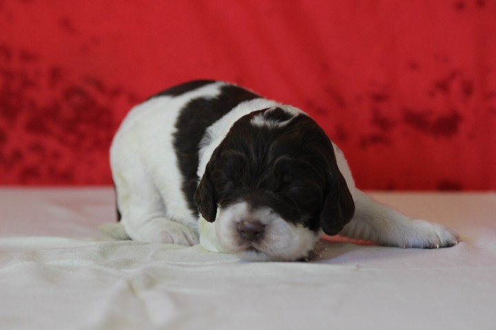 MALE N°3