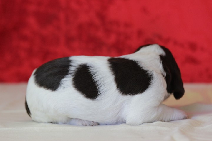 MALE N°5