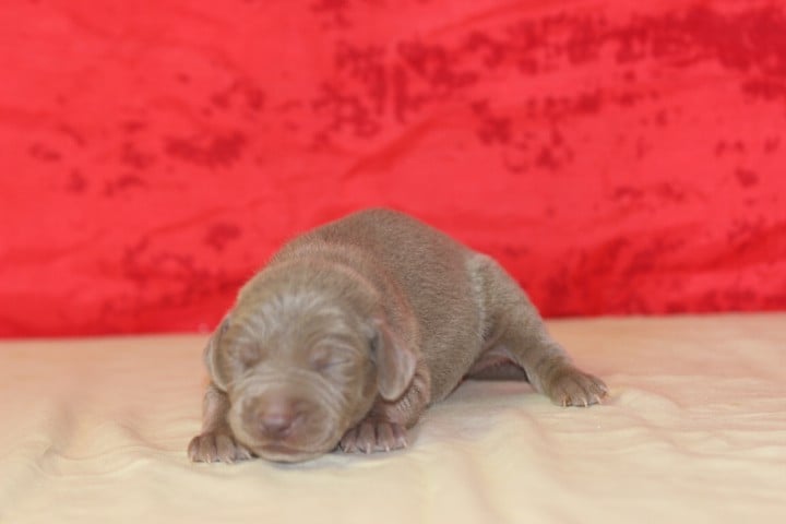 MALE 2