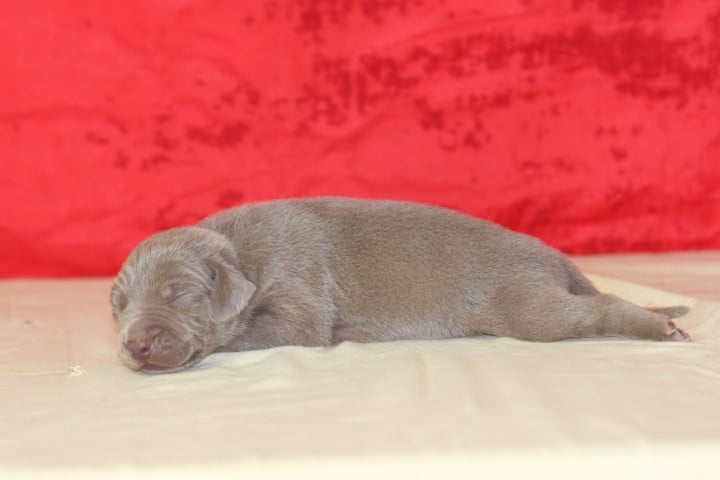 MALE 2