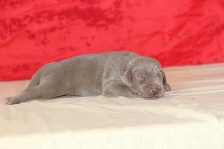 MALE 2