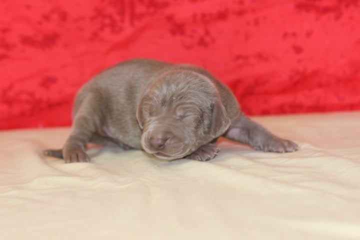MALE 3