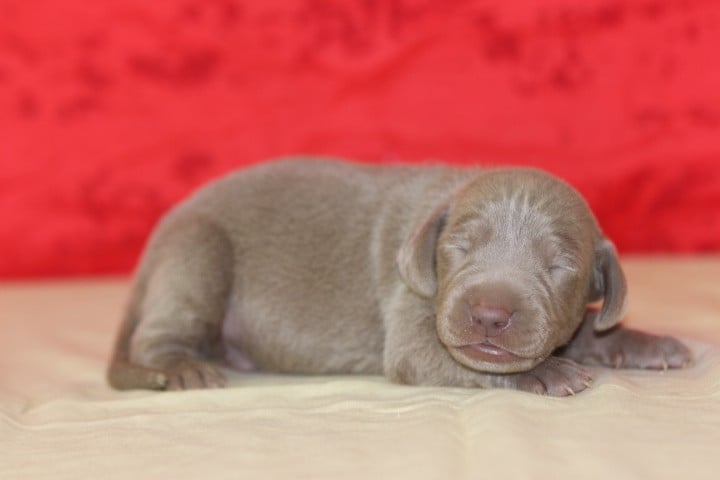 MALE 3