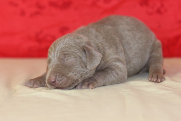 MALE 4