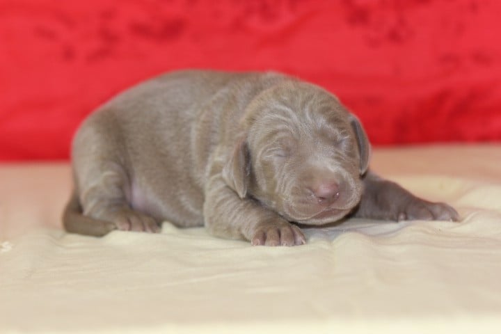 MALE 4