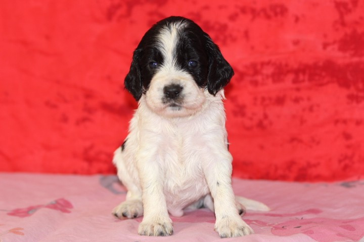 English Springer Spaniel - des Diamants Verts