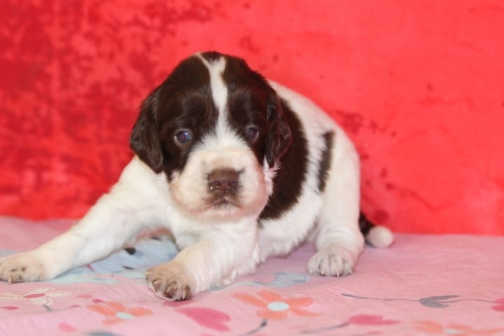 English Springer Spaniel - des Diamants Verts