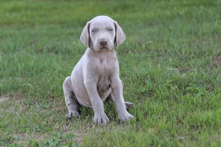 MALE 1