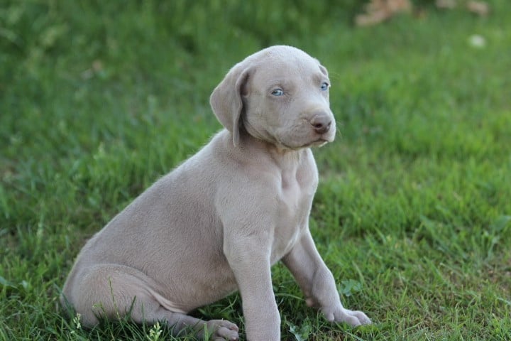 MALE 2