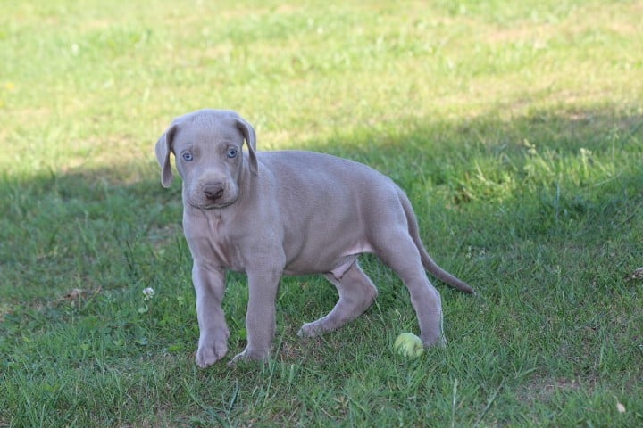 MALE 2