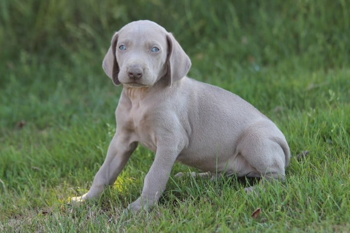 MALE 3