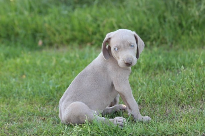 MALE 3