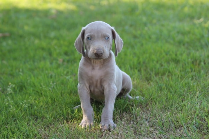 MALE 3