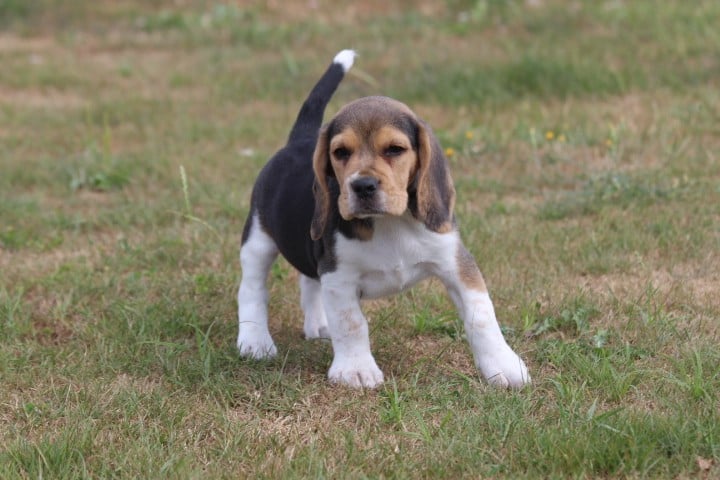 MALE 1