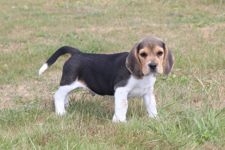 MALE 1