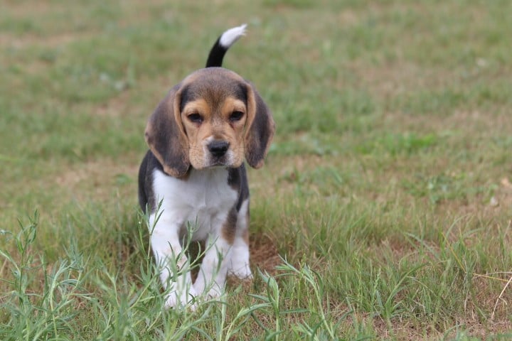 MALE 1