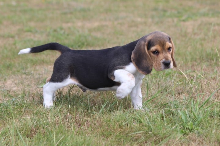 MALE 1