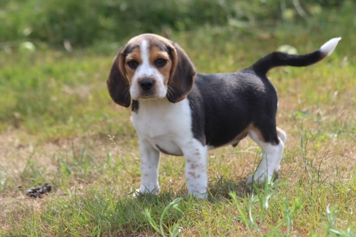 MALE 2