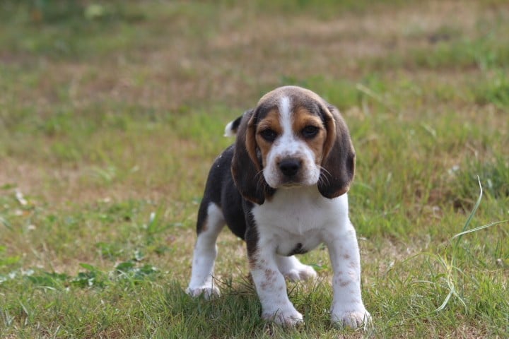 MALE 2