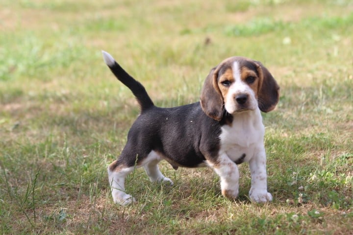 MALE 2