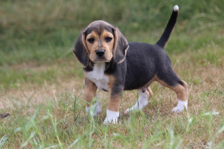 MALE 3