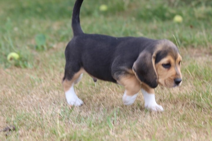 MALE 3