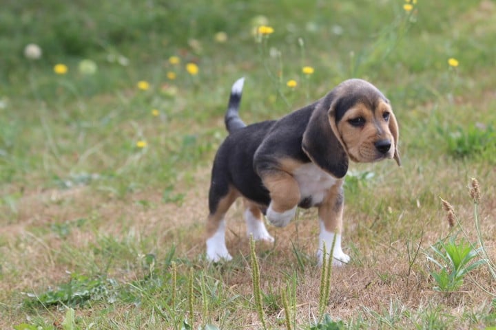 MALE 3