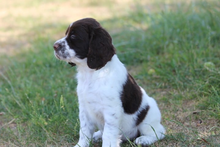 English Springer Spaniel - des Diamants Verts