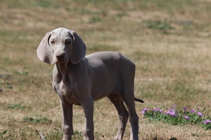 MALE 2