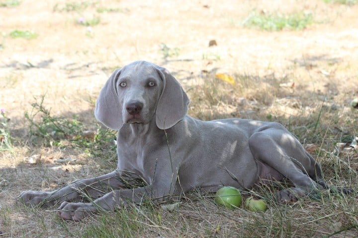 MALE 2